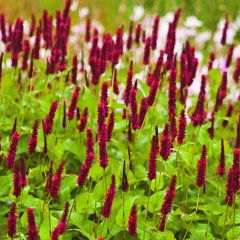 Renouée - Persicaria amplexicaulis Blackfield