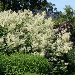 Renouée - Persicaria polymorpha