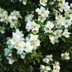 Seringat des jardins - Philadelphus Belle Etoile