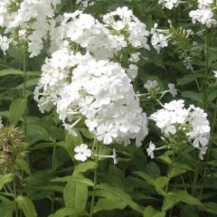 Phlox paniculata Fujiyama