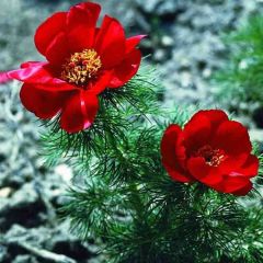 Pivoine botanique - Paeonia tenuifolia