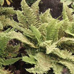 Polystichum setiferum Plumosum Densum - Fougère