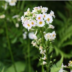 Primevere candélabre - Primula japonica Alba