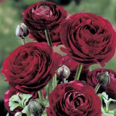Renoncule asiatique Pauline Violet