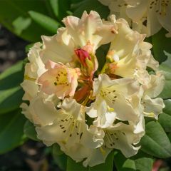 Rhododendron Golden Torch - Rhododendron nain