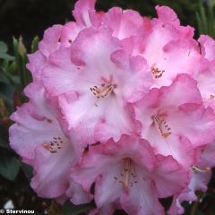 Rhododendron Lem's Monarch - Grand Rhododendron