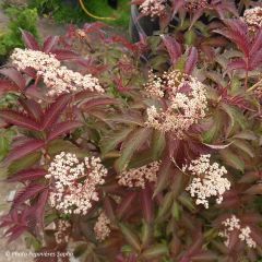 Sambucus nigra Serenade - Sureau noir