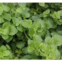 Menthe indienne - Satureja douglasii Indian Mint