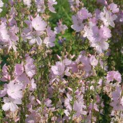 Sidalcea malviflora Elsie Heugh, Sidalcée