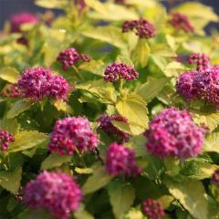 Spirée japonaise Double Play Gold - Spiraea japonica