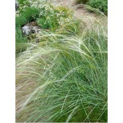 Stipa capillata - Stipe capillaire