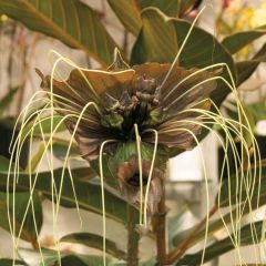 Tacca chantrieri Green Isle - Fleur Chauve-souris  