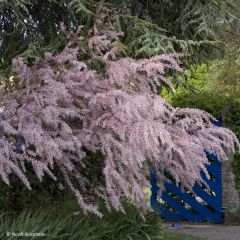 Tamarix tetrandra - Tamaris de printemps