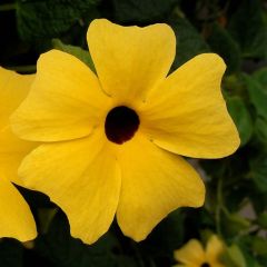 Suzanne jaune aux yeux noirs - Thunbergia alata