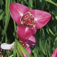 Tigridia pavonia Lilacea - Oeil de Paon