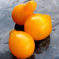 Tomate Poire jaune - Tomate-cerise en plants