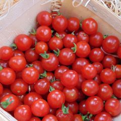 Tomate Sweetbaby F1 en plants - Tomate-cerise