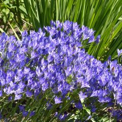 Triteleia laxa (Brodiaea)