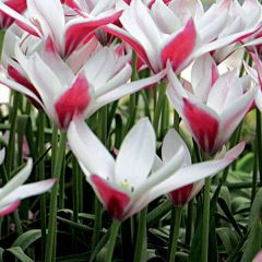 Tulipe botanique clusiana Peppermint Stick