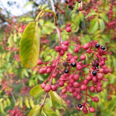 Comment cultiver votre poivre de Sichuan - Hortus Focus I mag