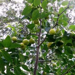 Ziziphus jujuba Li - Jujubier à gros fruits