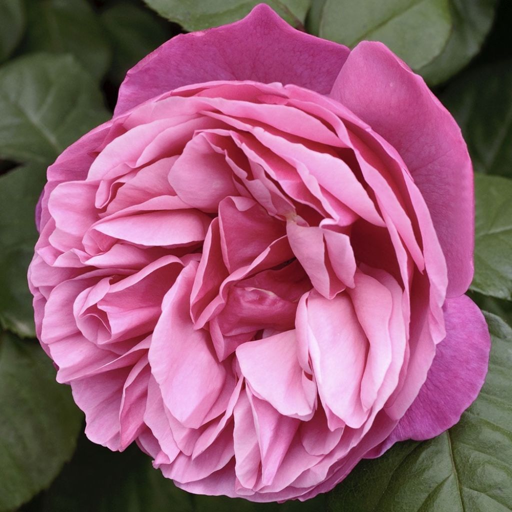 Roseira padrão Line Renaud