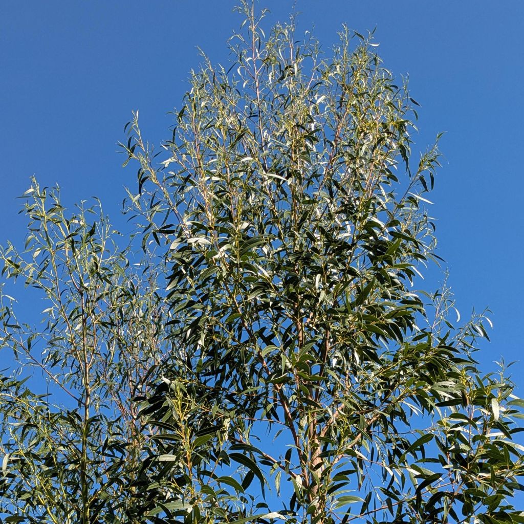 Eucalyptus subcrenulata - Gommier jaune alpin de Tasmanie