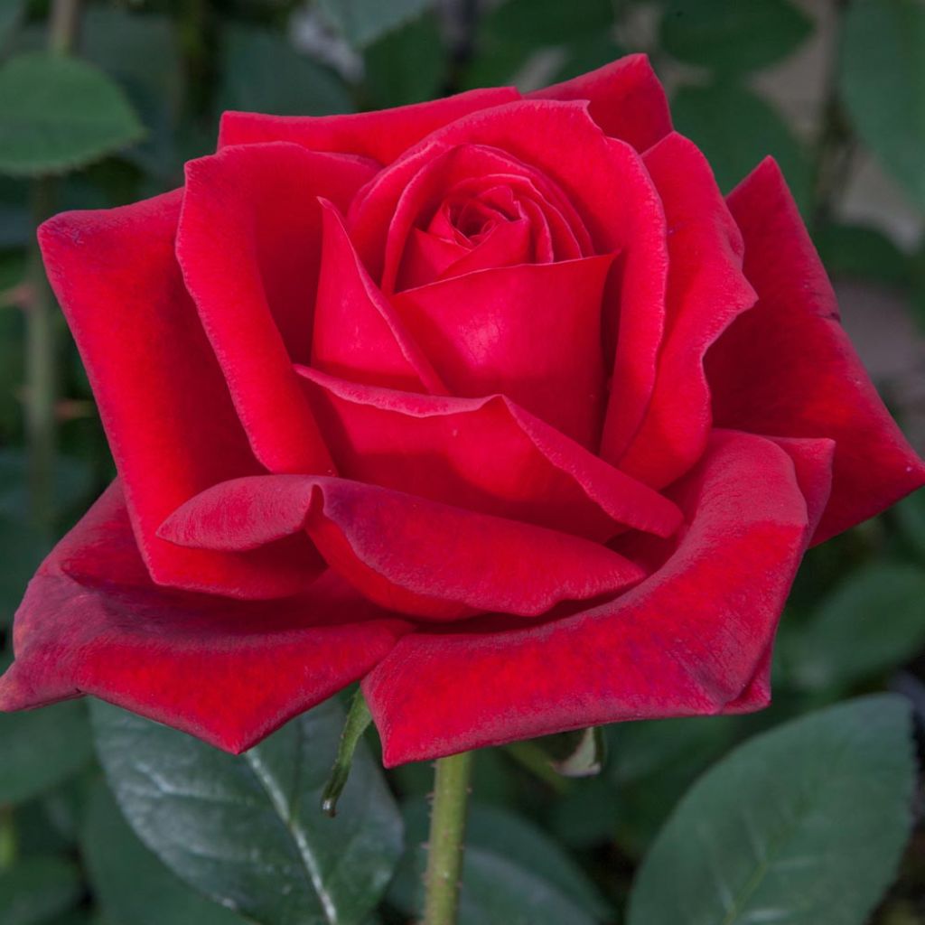 Roseira de flor grande Jubilé Papa Meilland