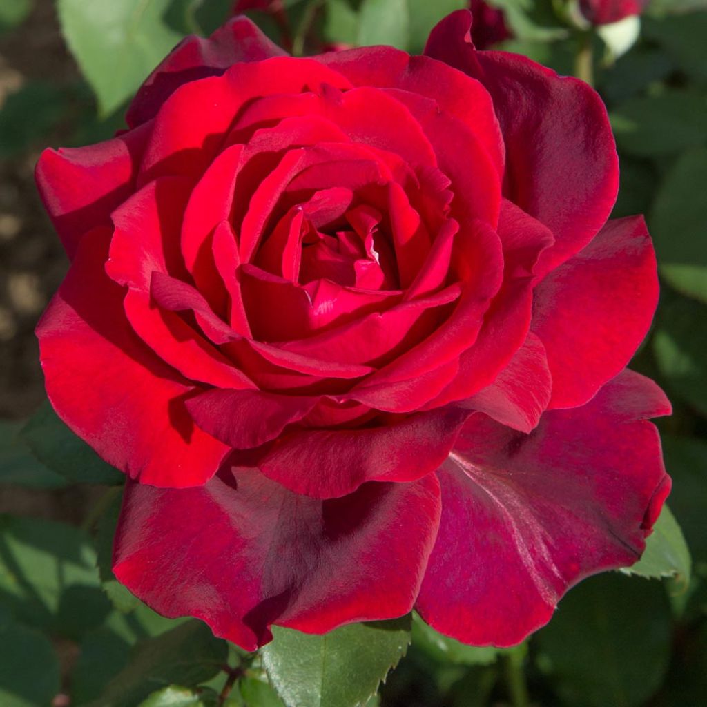 Roseira de flor grande Jubilé Papa Meilland