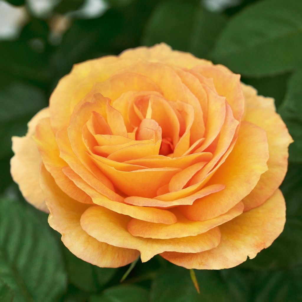Roseira de flor grande SUMMERTIME