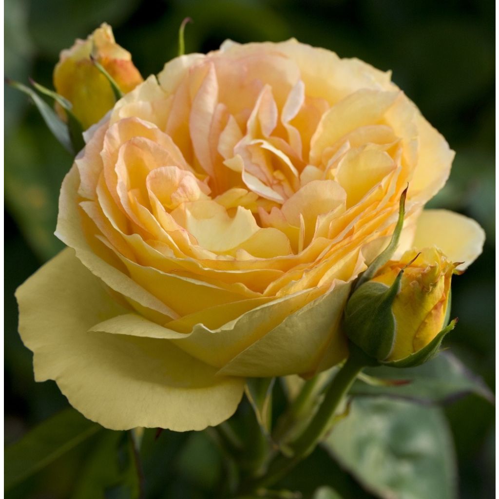 Roseira de flor grande SUMMERTIME