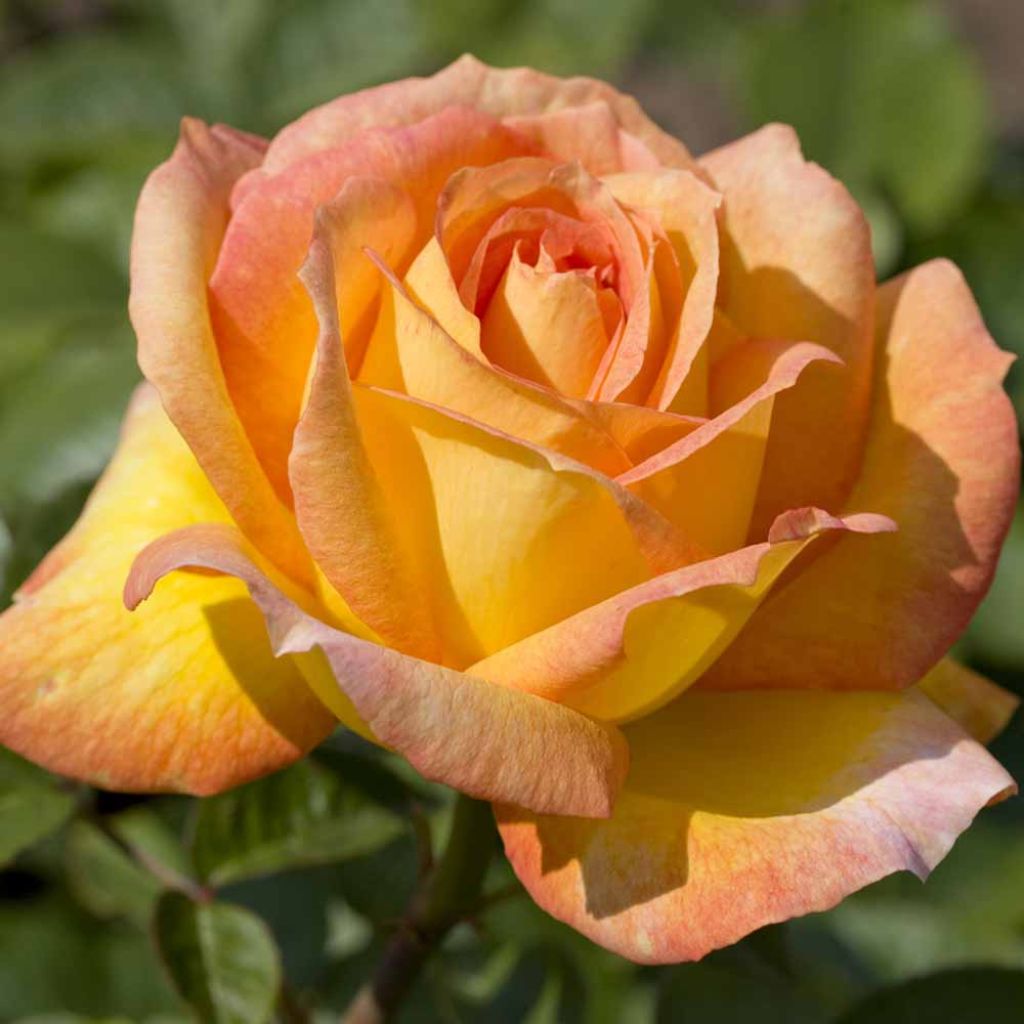 Roseira de flor grande SUMMERTIME