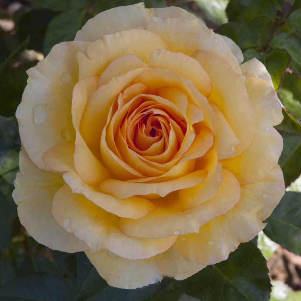 Roseira de flor grande SUMMERTIME