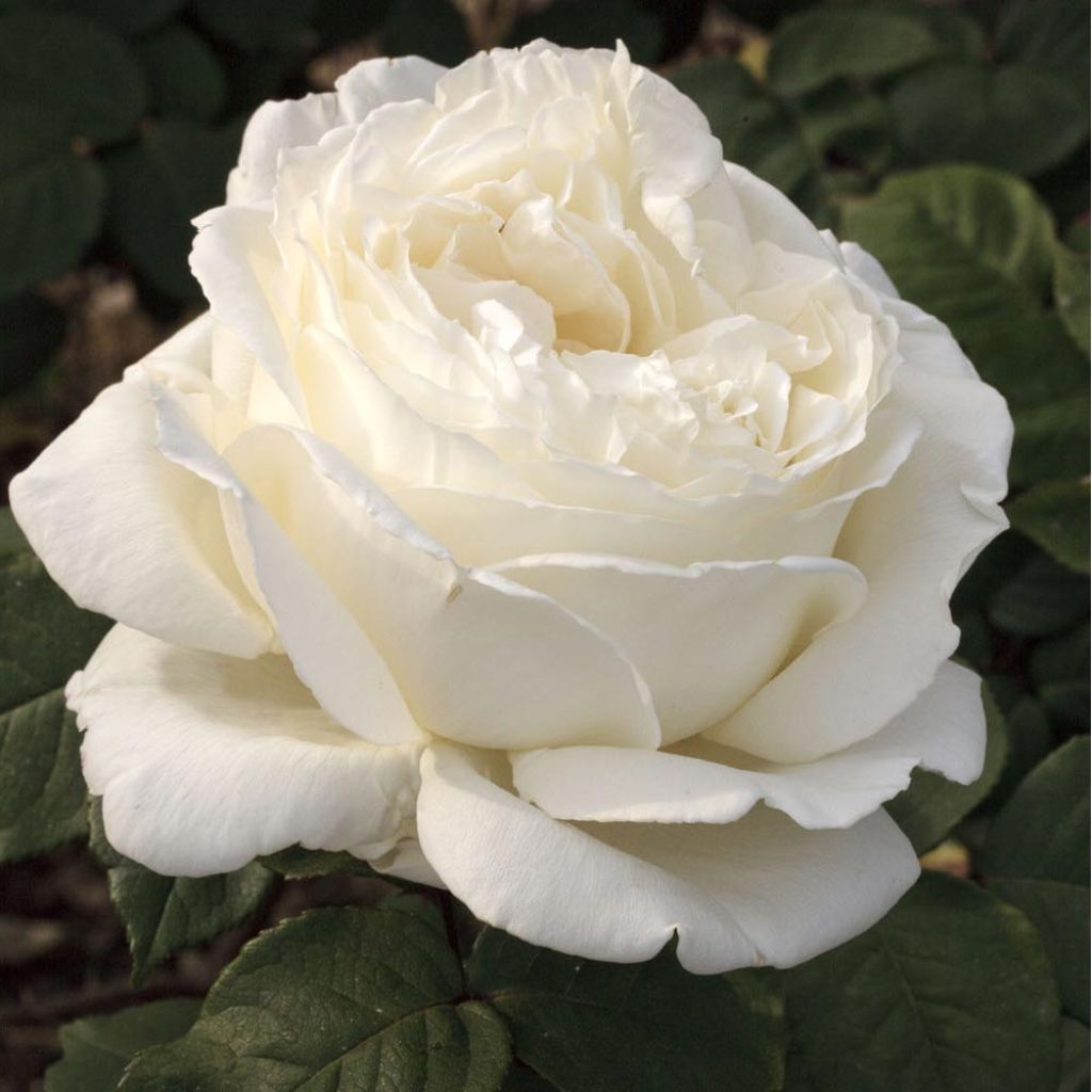 Roseira de flor grande Jeanne Moreau