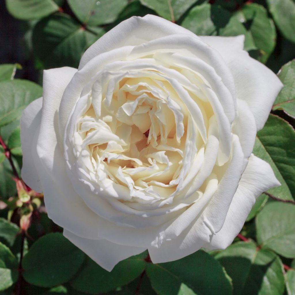 Roseira de flor grande Jeanne Moreau