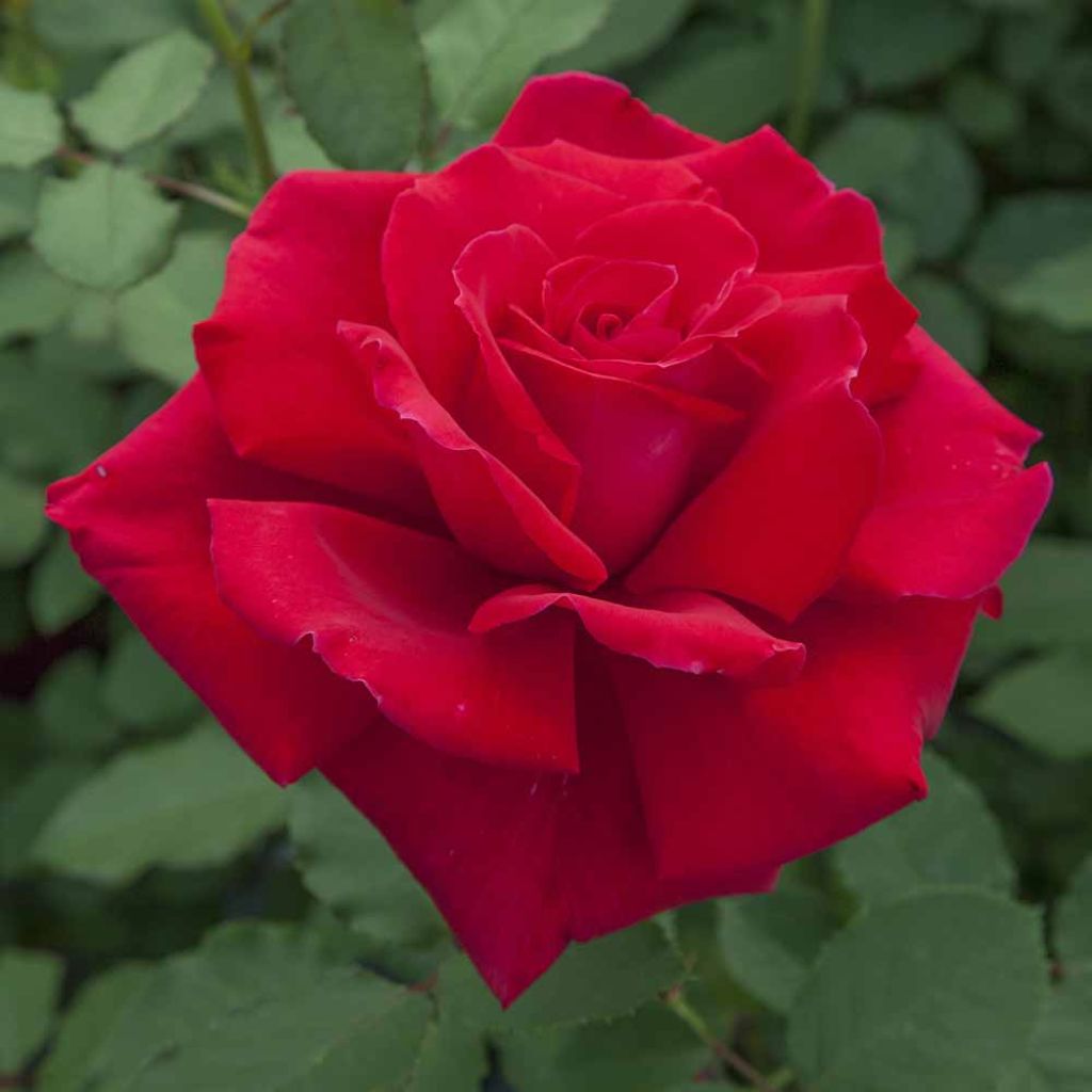 Roseira de flor grande Victor Hugo