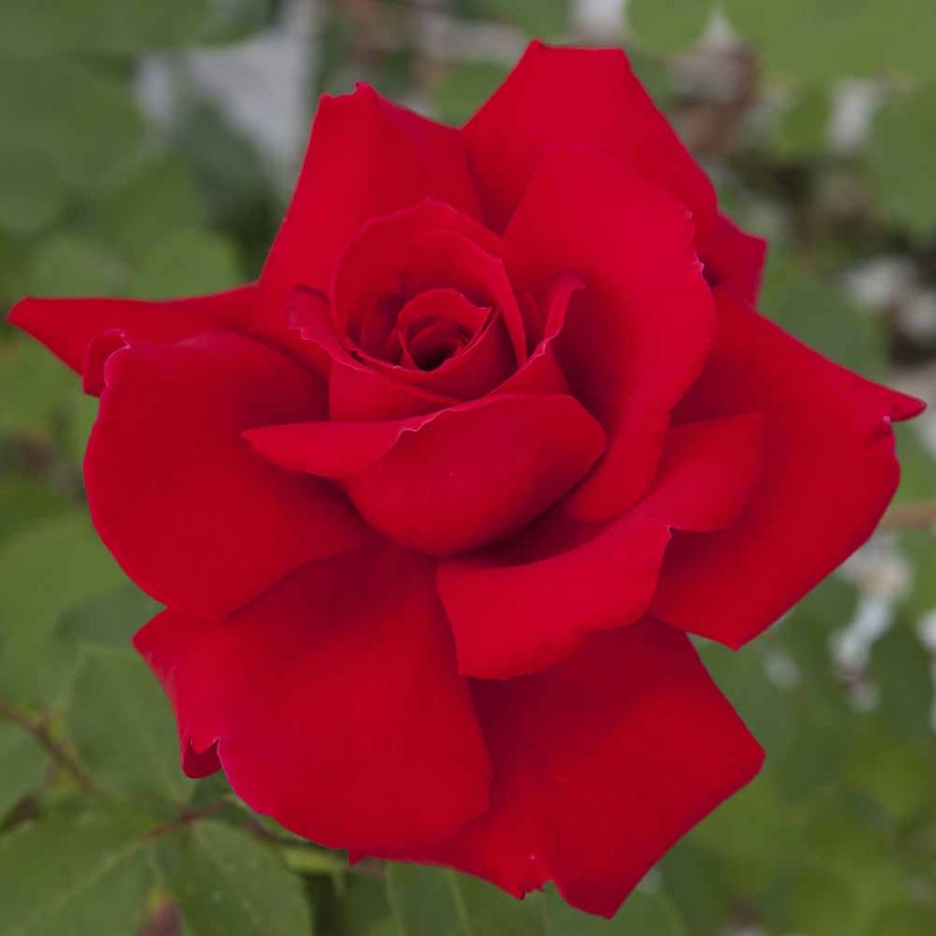 Roseira de flor grande Victor Hugo