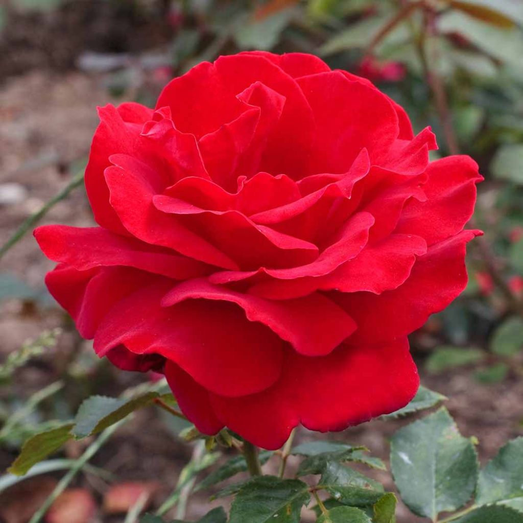 Roseira de flor grande Victor Hugo