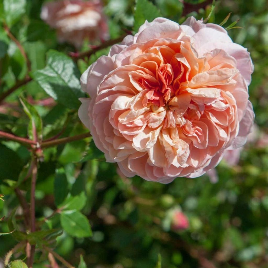 Roseira trepadeira Colette