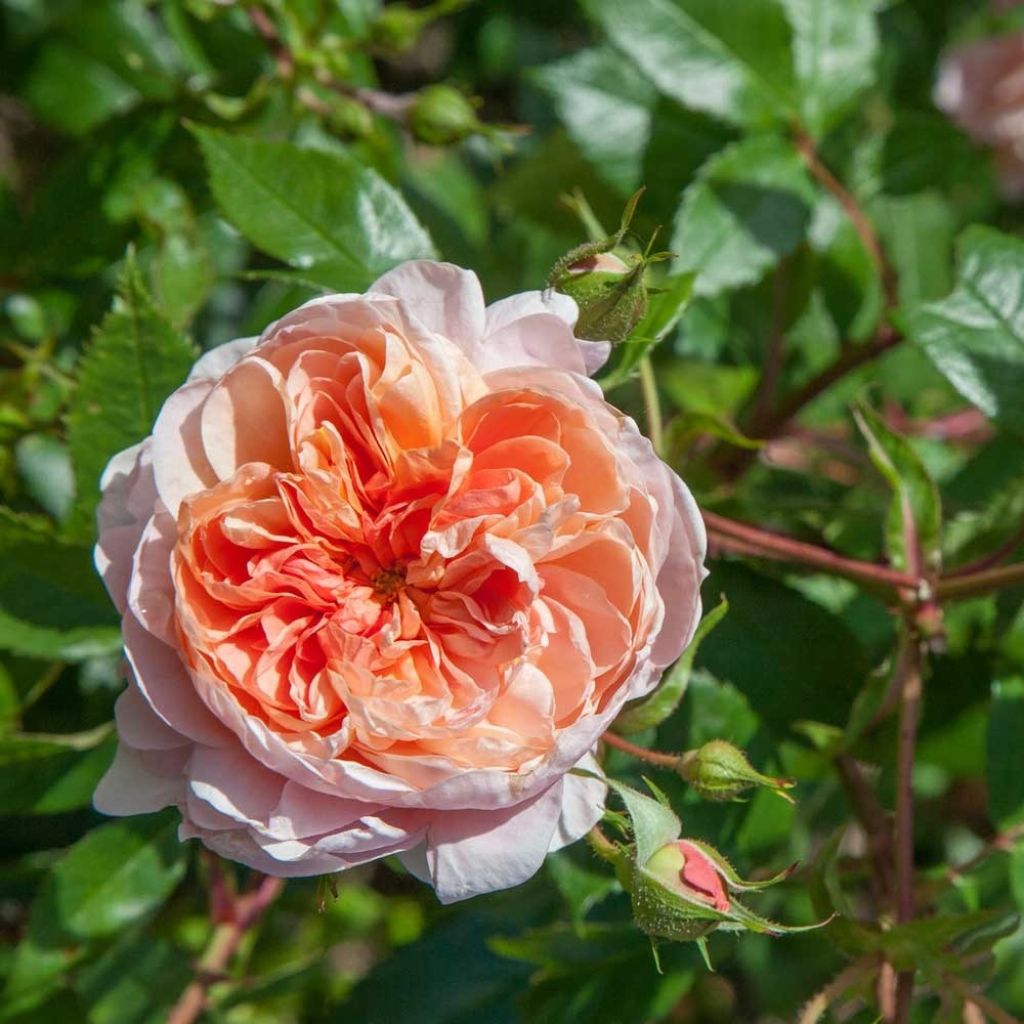 Roseira trepadeira Colette