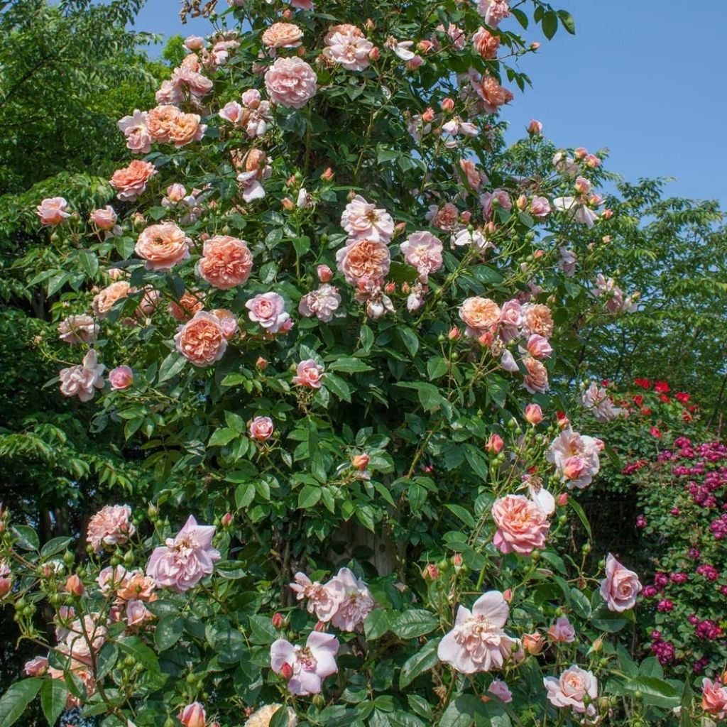 Roseira trepadeira Colette