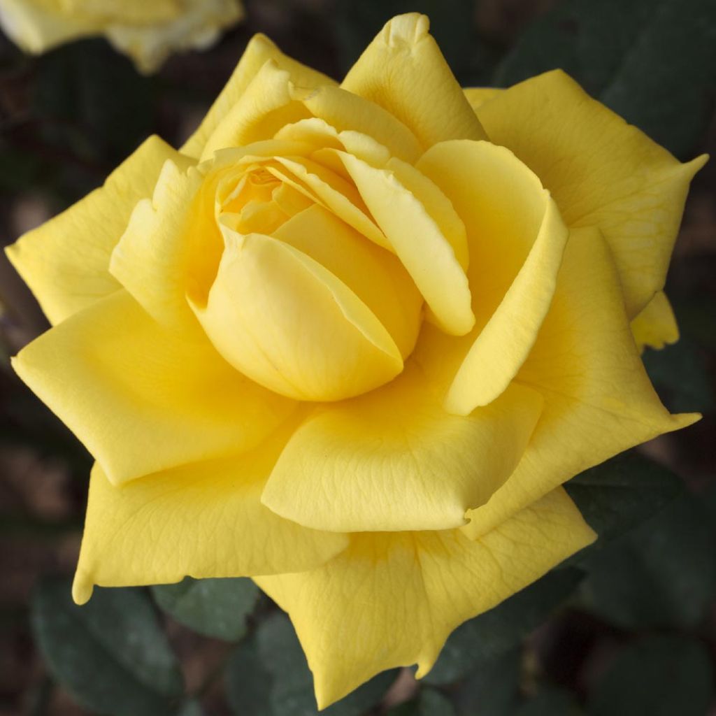 Roseira de flor grande Golden Perfumella