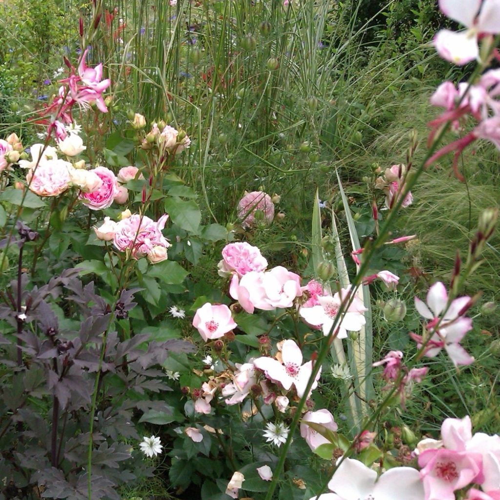 Roseira floribunda Sophia Romantica