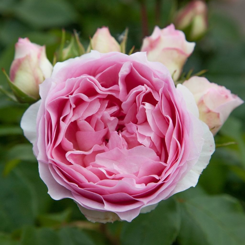 Roseira floribunda Sophia Romantica