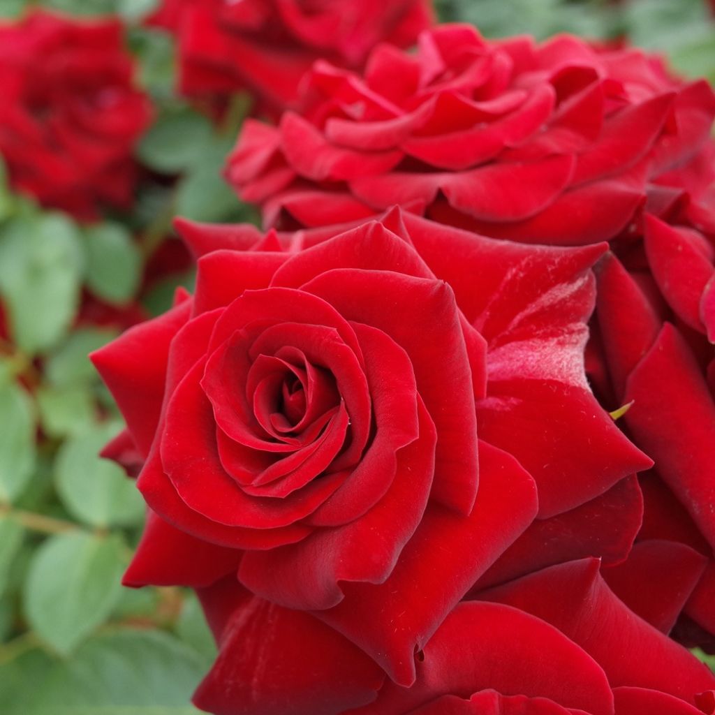 Roseira floribunda Niccolo Paganini