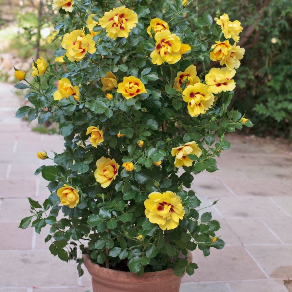 Roseira trepadeira Eyeconic