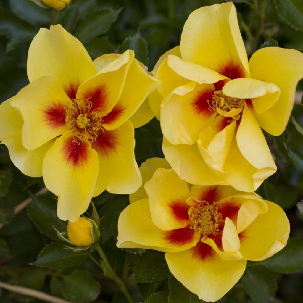 Roseira trepadeira Eyeconic