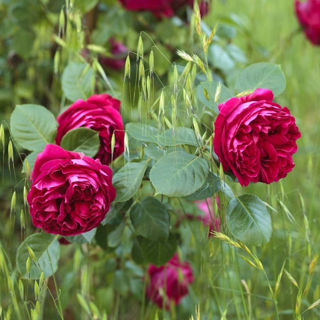 Rosa Red Eden Rose - Klimroos