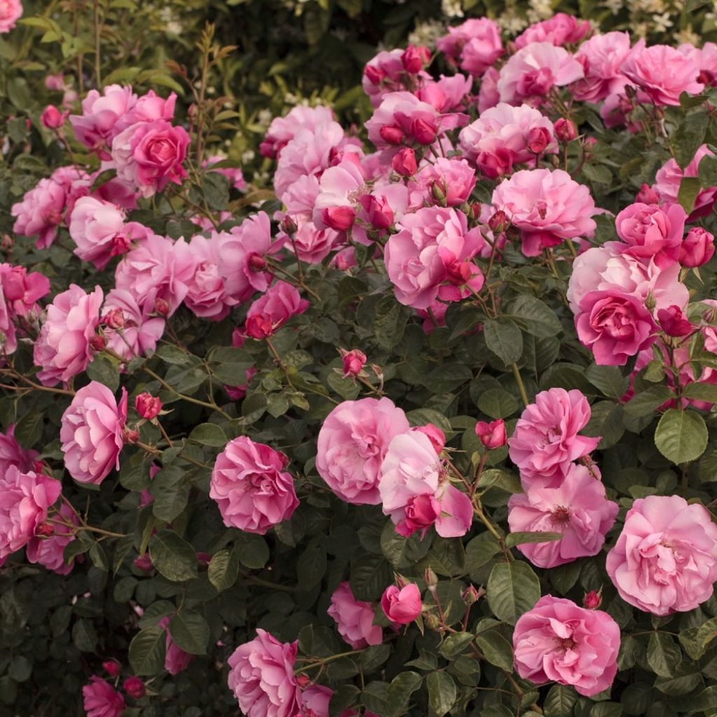 Roseira arbustiva Déborah