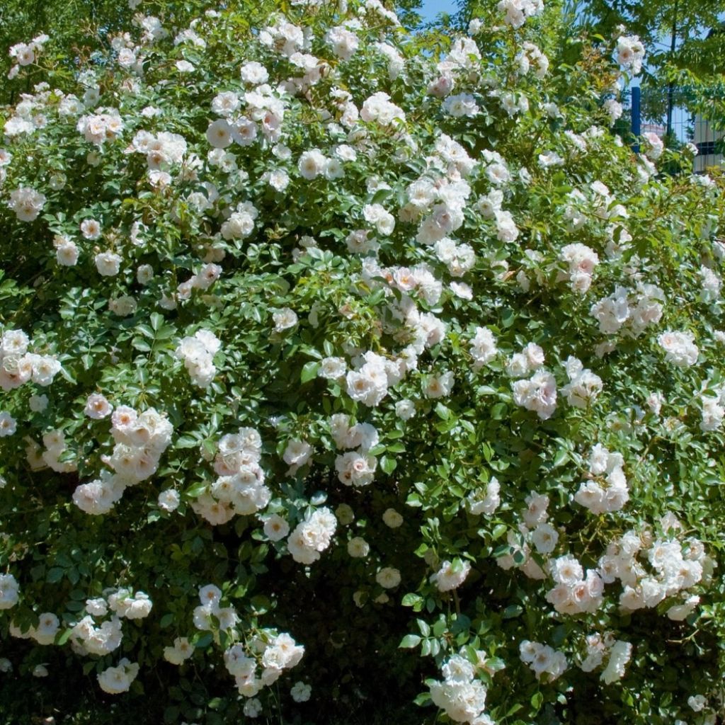 Roseira arbustiva Ice Meidiland
